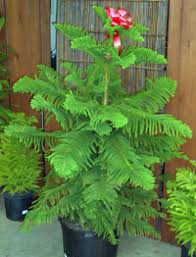 norfolk pine
